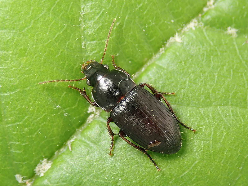 Carabidae: Harpalus pygmaeus ? pi probabile H. pumilus...